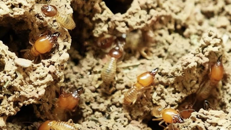 Jasa Anti Rayap: Solusi Efektif Melindungi Bangunan dari Kerusakan